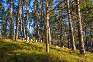 Skogsö kyrkogård – naturnära begravningsplats med minneslund i Saltsjöbaden